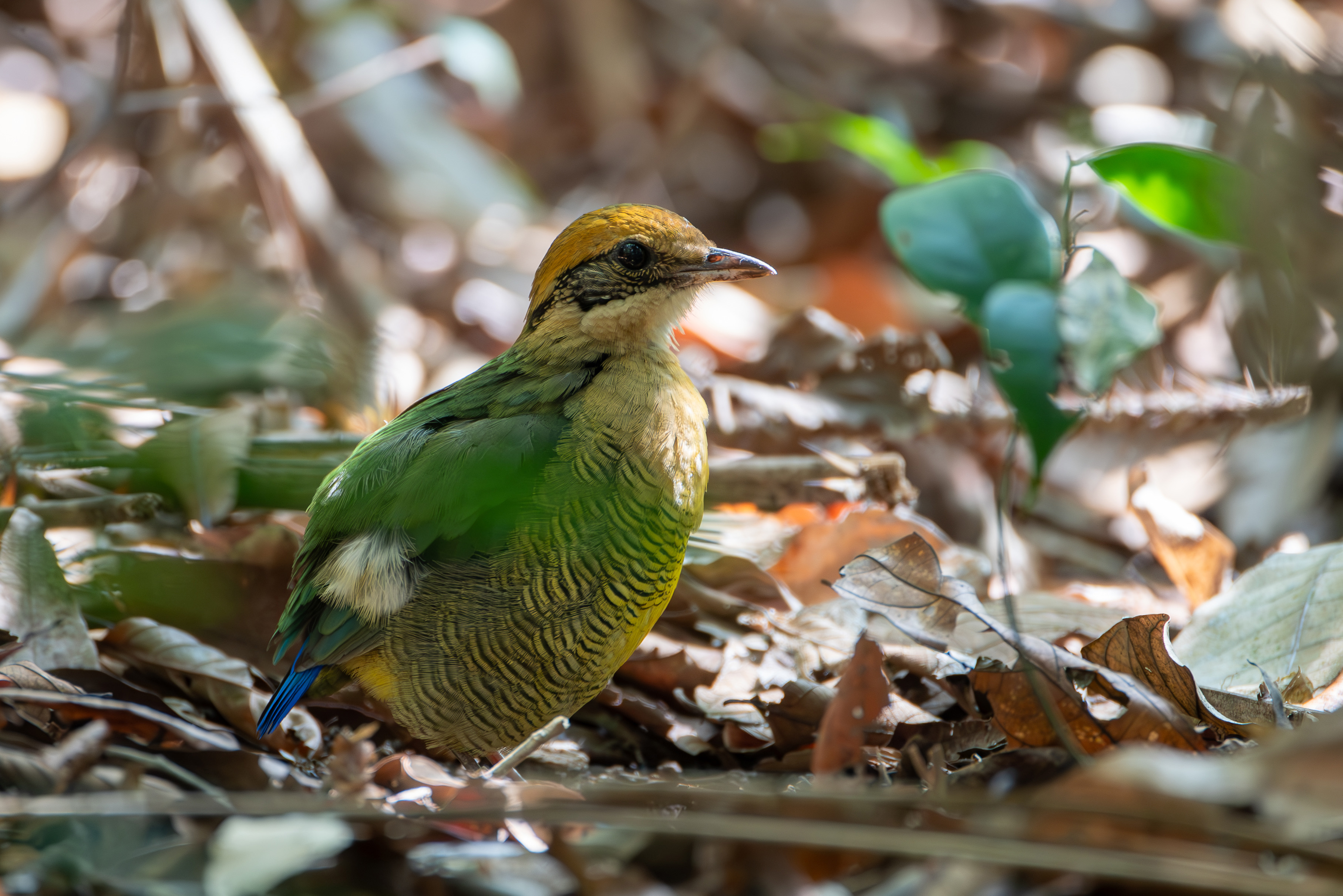 Bar-bellied Pitta